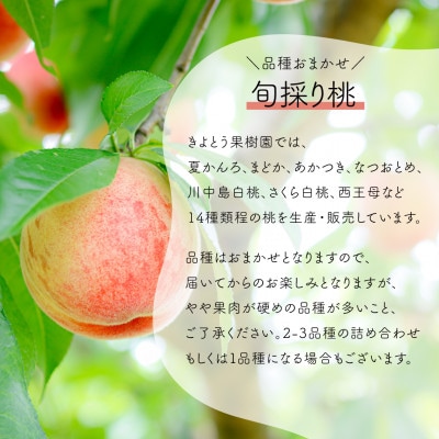 【発送月固定定期便】おかやまフルーツ便! 桃とシャインマスカットどっちも食べたい!(岡山県産)全2回【配送不可地域：離島・北海道・沖縄県】【4065365】