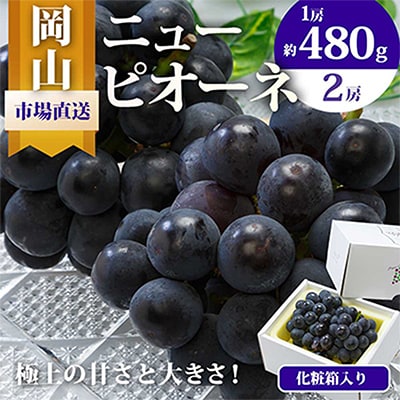 【先行受付】岡山県産　ニューピオーネ2房 (1房480g以上・合計約1kg)　化粧箱入り【配送不可地域：離島・北海道・沖縄県】【1281358】