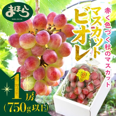 ã2025幎床çºéåãæ©èµ·ã蟲家ã®çŽé䟿ãäžåºæ¥ãã¹ã«ããããªã¬1æ¿ãé
éäžå¯å°åïŒé¢å³¶ã»åæµ·éã»æ²çžçãã1519569ã