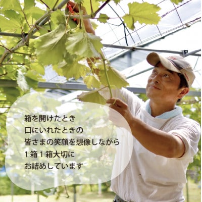 【2026年先行予約】【厳選品】大粒シャインマスカット1房/700g以上(岡山県産)【配送不可地域：離島】【1548995】