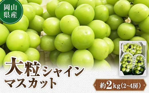 先行予約 2024年10月発送開始予定 岡山県産 大粒シャインマスカット 約2kg(2〜4房) TY0-0332