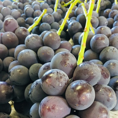 訳あり【2026年度発送分】早起き農家の直送便　ニューピオーネ2kg以上【配送不可地域：離島・北海道・沖縄県】【1625970】