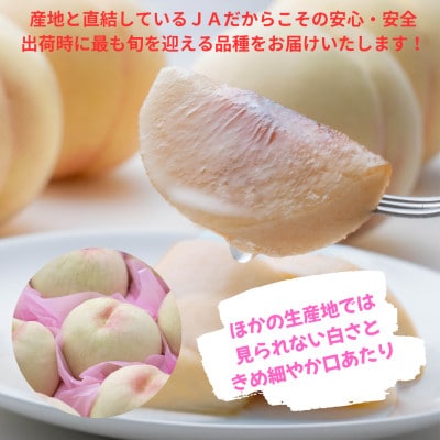 ã2026幎çºéããå®¶åºçšãããããŸã®æ¡ãçŽ1.8kg(7ã9ç)ãé
éäžå¯å°åïŒé¢å³¶ã»æ²çžçãã1614292ã