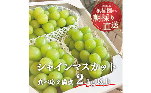 【きよとう】こだわりのシャインマスカット3-5房（約2kg） マスカット ぶどう ブドウ 葡萄 デザート フルーツ 果物 くだもの 果実 食品 TY0-0771