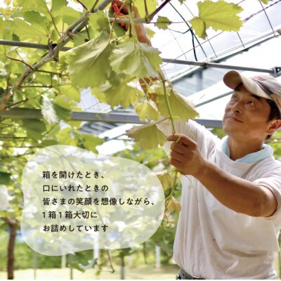 ãçºéæåºå®å®æäŸ¿ãã2026幎å
è¡äºçŽãã·ã£ã€ã³ãã¹ã«ããèš2kgããšæ¢š2-3çš®äžçŽå岡山ç£å
š2åãé
éäžå¯å°åïŒé¢å³¶ãã4067489ã