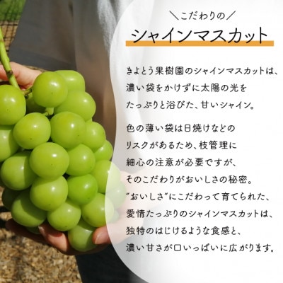 ã2026幎å
è¡äºçŽãã·ã£ã€ã³ãã¹ã«ãã 1æ¿å
¥ /500g以äžã(岡山çç£)ãé
éäžå¯å°åïŒé¢å³¶ãã1548988ã