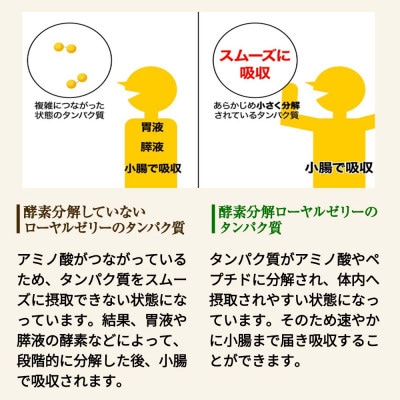 【毎月定期便】酵素分解ローヤルゼリーキング (560)全6回【4010072】