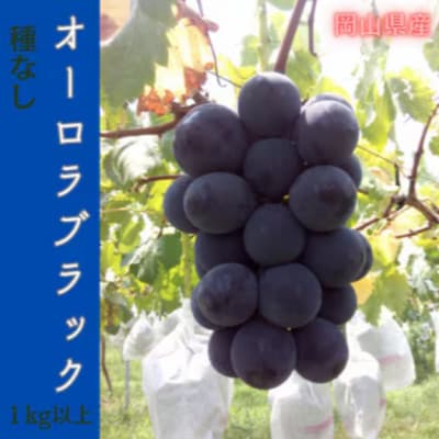 【2026年先行予約】岡山のぶどう(オーロラブラック)1kg(2房)【配送不可地域：離島】【1700845】