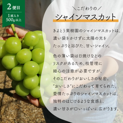 【発送月固定定期便】ピオーネとシャインマスカットの2回便! 1房ずつのお試し便!(岡山県産)全2回【配送不可地域：離島】【4065360】