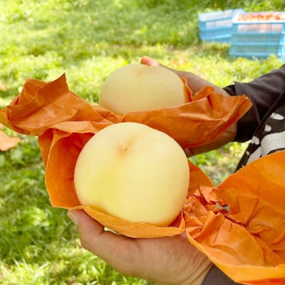 【2025年先行予約】2025年8月上旬頃より発送予定・岡山の白桃・おかやま夢白桃(1.5kg箱)【配送不可地域:離島】【1580278】