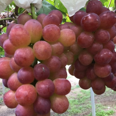 ã2025幎床çºéåãæ©èµ·ã蟲家ã®çŽé䟿ãäžåºæ¥ãã¹ã«ããããªã¬1æ¿ãé
éäžå¯å°åïŒé¢å³¶ã»åæµ·éã»æ²çžçãã1519569ã