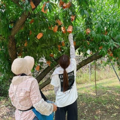 【品種おまかせ】岡山県産・白桃[白鳳・おかやま夢白桃・川中島白桃・白麗]約1kg(3〜4玉)【配送不可地域：離島・北海道・沖縄県】【1726910】