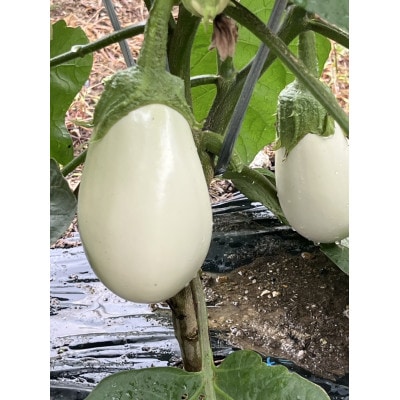 季節のおまかせ野菜セット【配送不可地域：離島】【1643879】