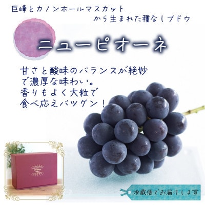 ã2026幎å
è¡åä»ã岡山ãè±ç¬ã¿èŸ²åã®ããã¥ãŒããªãŒããèŽççšãçŽ2kg(3ã4æ¿)ãP-2äžãé
éäžå¯å°åïŒé¢å³¶ã»åæµ·éã»æ²çžçãã1627358ã