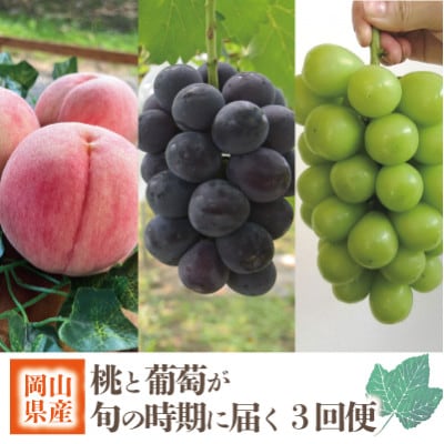 【発送月固定定期便】【2026年先行予約】旬採り桃とピオーネ、シャインマスカットが届く/岡山産全3回【配送不可地域：離島】【4078281】