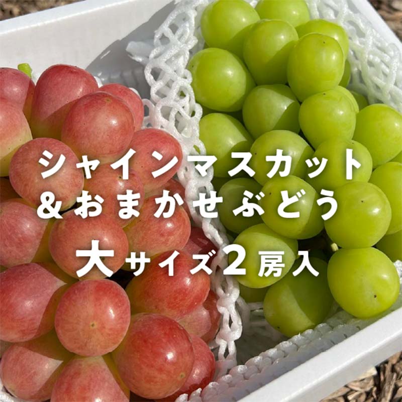 岡山県産 きよとうのシャインマスカット&生産者いちおし葡萄 大サイズ2房入 マスカット ぶどう ブドウ 葡萄 デザート フルーツ 果物 くだもの 果実 食品 TY0-0812