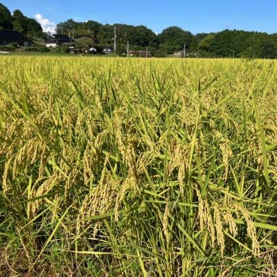 【先行受付】岡山県産『コシヒカリ』[10kg×2袋(20kg)]【1726902】