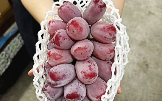 【先行受付】岡山県産　ブラックシャインマスカット 1房(600g以上)　化粧箱入り【配送不可地域：離島・北海道・沖縄県】【1631141】