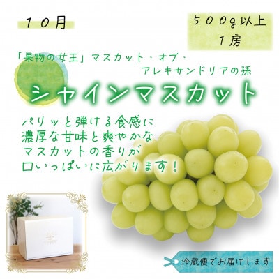 【発送月固定定期便】岡山　花笑み農園のピオーネ&シャインお試し便(各1房・500g以上)全2回【配送不可地域：離島】【4082285】
