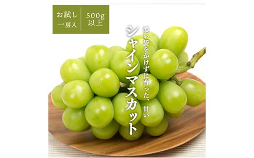 岡山県産 きよとうこだわりのシャインマスカット1房500g〜 ぶどう ブドウ シャインマスカット 社員マスカット 葡萄 デザート フルーツ 果物 くだもの 果実 食品 TY0-0841