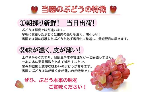 【2025年先行受付】お試品 フルーツ王国岡山の人気ぶどう ピオーネ 1房 500g以上！ 果物 フルーツ ぶどう ピオーネ TY0-0940