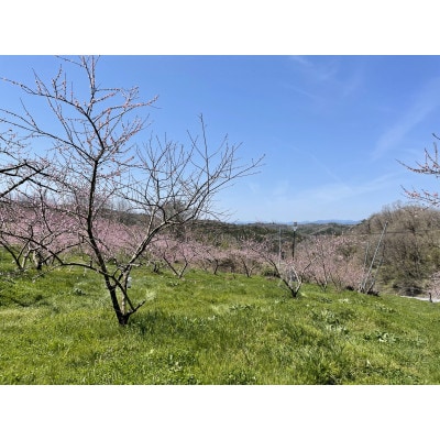 ãå
è¡äºçŽã岡山ã®çœæ¡(1.5kgç®±)ã»9æäžæ¬ããé æ¬¡çºéäºå®ãé
éäžå¯å°åïŒé¢å³¶ãã1737836ã