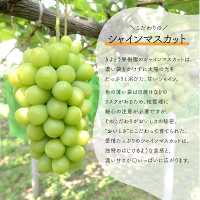 【発送月固定定期便】【2026年先行予約】シャインマスカットと紫苑の2回便(岡山県産)全2回【配送不可地域：離島】【4078245】