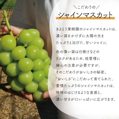 ããªãŒã&ã·ã£ã€ã³ãã¹ã«ãã äžçŽå 倧2æ¿ /èš1.3kg~ (岡山çç£) 人æ°ã®é£ã¹æ¯ã¹ã»ãã!ãé
éäžå¯å°åïŒé¢å³¶ãã1571760ã