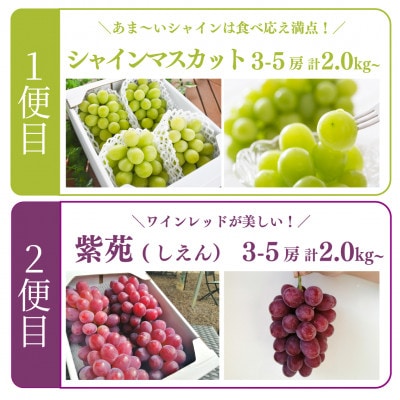 【発送月固定定期便】【2026年先行予約】シャインマスカットと紫苑の2回便(岡山県産)全2回【配送不可地域：離島】【4078245】