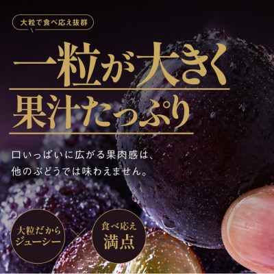 譏滉ケ繝斐が繝シ繝 3謌ソ縲5謌ソ(2kg莉・荳)縲宣埼∽ク榊庄蝨ー蝓滂シ夐屬蟲カ縲代1740015縲