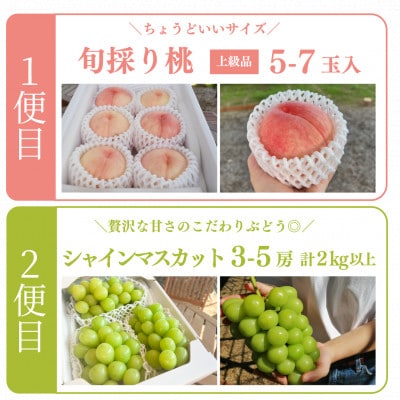 ãçºéæåºå®å®æäŸ¿ãã2026幎å
è¡äºçŽãäººæ°æç©2çš®é¡ãå±ã æ¡ãšã·ã£ã€ã³ã®æºè¶³äŸ¿(岡山ç£)å
š2åãé
éäžå¯å°åïŒé¢å³¶ãã4071128ã