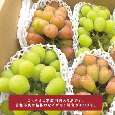 ããããšããã¡ãŒã ããèš³ããåãå®¶åºçšãã·ã£ã€ã³ãã¹ã«ãã&ãã€ããŒã çŽ2.4kg (岡山çç£)ãé
éäžå¯å°åïŒé¢å³¶ãã1644766ã