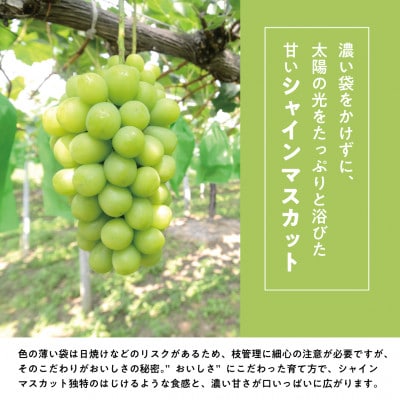 【発送月固定定期便】【2026年先行予約】桃、ピオーネ、シャインマスカットの満足便(岡山県産)全3回【配送不可地域：離島】【4078998】