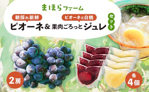 ＜先行予約・令和7年度産＞ 朝採れ新鮮ピオーネ2房&ピオーネと白桃果肉ごろっとジュレセット TY0-0801