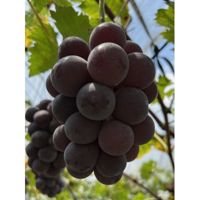 ãå
è¡äºçŽ 2026幎çºéã岡山çç£ãçš®ãªãå®ç ãã¥ãŒããªãŒãã3æ¿ã6æ¿(åèšçŽ2kg)ãé
éäžå¯å°åïŒé¢å³¶ãã1562279ã