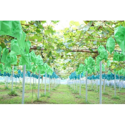 【2026年発送】朝採りシャインマスカット2房入(約1.2kg)【配送不可地域：離島】【1609771】