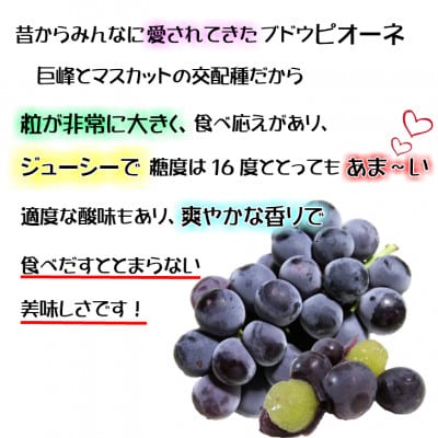 【2026年発送】糖度抜群ぶどう【秀品】岡山産!種なしピオーネ2kg以上(3〜4房)　ギフトにも【配送不可地域：離島】【1612201】