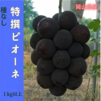 【2026年先行予約】岡山のぶどう(ピオーネ)1kg以上(2房)【配送不可地域：離島】【1700844】