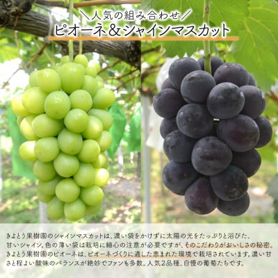 【発送月固定定期便】【2026年先行予約】桃とピオーネ&シャインマスカット贅沢2回便(岡山産)全2回【配送不可地域：離島・北海道・沖縄県】【4067689】