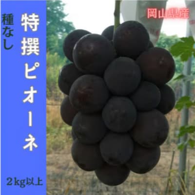 【2026年先行予約】岡山のぶどう(ピオーネ)2kg(4〜5房)【配送不可地域：離島】【1700843】