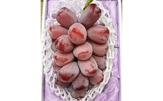 【先行受付】岡山県産　ブラックシャインマスカット 1房(600g以上)　化粧箱入り【配送不可地域：離島・北海道・沖縄県】【1631141】