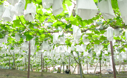 âå
è¡åä»âã岡山çç£ãç§ã®ãã¥ãŒããªãŒãã2026幎çºéãé
éäžå¯å°åïŒé¢å³¶ã»åæµ·éã»æ²çžçãã1350316ã