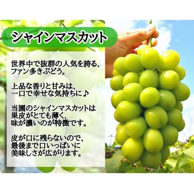 【2026年先行受付】お試しフルーツ王国岡山シャインマスカット500g以上!　朝採れぶどう1房【配送不可地域：離島】【1566944】
