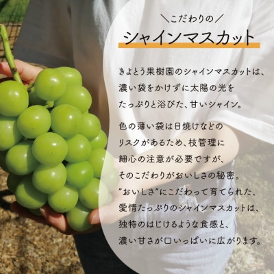 ããããšããã¡ãŒã ããèš³ããåãå®¶åºçšãã·ã£ã€ã³ãã¹ã«ãã&ãã€ããŒã çŽ2.4kg (岡山çç£)ãé
éäžå¯å°åïŒé¢å³¶ãã1644766ã