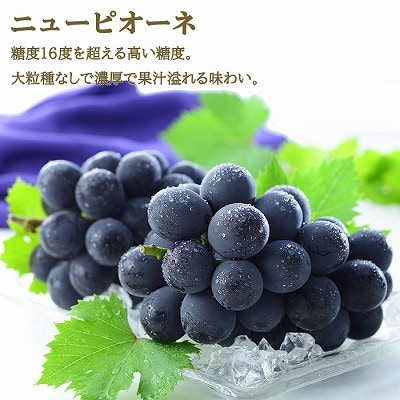 【先行受付】岡山県産　岡山白桃ロイヤルLサイズ200g×2玉・ニューピオーネ400g×1房　詰合せ【配送不可地域：離島・北海道・沖縄県】【1309122】