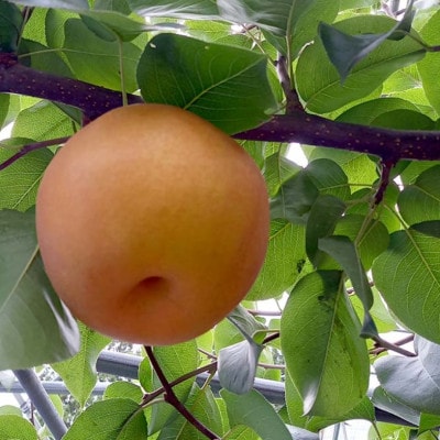 《2026年9月中旬より順次発送》 新高梨 ふわり(6玉入り)【配送不可地域：離島】【1619639】