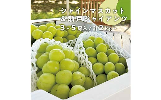 秋の葡萄2種詰め合わせ！シャインマスカットと瀬戸ジャイアンツ 3-5房 2.0kg以上 ぶどう ブドウ シャインマスカット 社員マスカット 瀬戸ジャイアンツ 葡萄 デザート フルーツ 果物 くだもの 果実 食品 TY0-0848