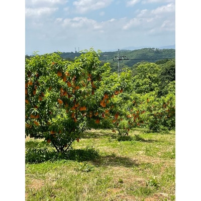 【2026年先行予約】8月上旬頃より発送予定・岡山県産・マンゴーの様な黄色い桃・黄金桃(2kg箱)【配送不可地域：離島】【1484604】