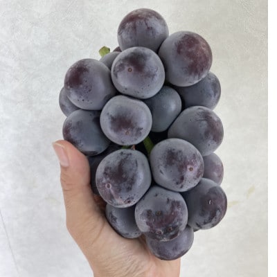 岡山県産　オーロラブラック2房【冷蔵】2026年発送【配送不可地域：離島・北海道・沖縄県】【1709338】