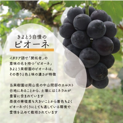 【2026年先行予約】シャインマスカット&ピオーネ 3-5房入/計2kg〜(岡山県産)【配送不可地域：離島】【1571762】